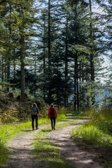 Groupe de personnes en randonnée dans la forêt sur un chemin dans la nature