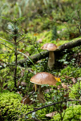 Cèpes de Bordeaux cueillette champignons d'automne dans les Vosges en forêt
