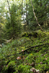 Cèpes de Bordeaux cueillette champignons d'automne dans les Vosges en forêt