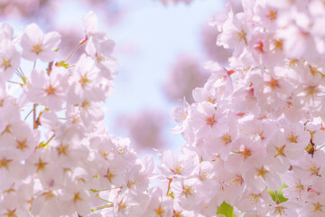 桜と青空
