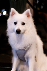 a joyful Silver Fox dog is happily walking under the moonlight, with its striking silvery fur glowing in the night. The dog, full of energy and curiosity, enjoys a peaceful stroll in the outdoors