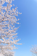 桜と青空