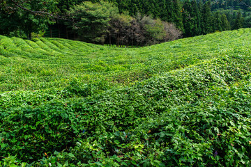 high-angle view of the green tea farm on the mountain