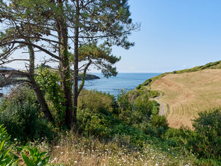 Yellow meadow and blue colours of the Atlantic ocean in Santa María del Mar. Bay of Biscay, Castrillón, Asturias, Spain, Europe.