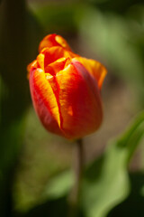a group of red flowers with the word tulips on them.
