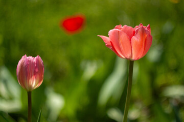a group of red flowers with the word tulips on them.
