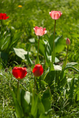 a group of red flowers with the word tulips on them.