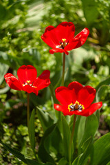 a group of red flowers with the word tulips on them.