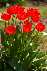 Fototapeta premium a group of red flowers with the word tulips on them.