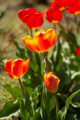 a group of red flowers with the word tulips on them.