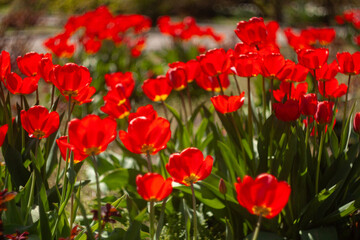a group of red flowers with the word tulips on them.