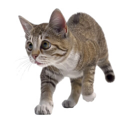 Cute Tabby Kitten on White Background