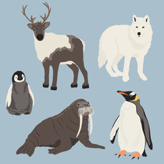 winter animals illustration, arctic fox, penguin, walrus, reindeer 