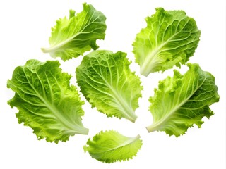 Vibrant romaine lettuce leaves are artfully arranged against a clean background, highlighting their crisp textures and refreshing colors. Ideal for salads and healthy dishes, they evoke freshness