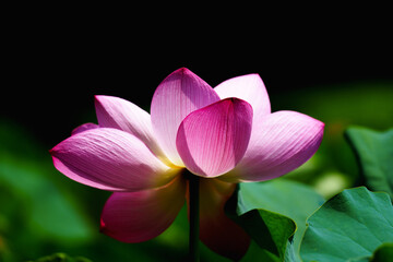 Chinese beauty: Pink lotus blooming in sunlight with green leaf