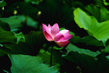 Fototapeta premium Chinese beauty: Pink lotus blooming in sunlight with green leaf