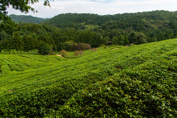 high-angle view of the green tea farm on the mountain