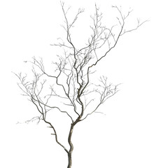 Fototapeta premium Bare Tree Branches Against a White Background