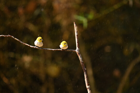 Cute indian white eye couple bird resting on branch and enjoying rain