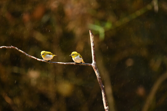 Cute indian white eye couple bird resting on branch and enjoying rain