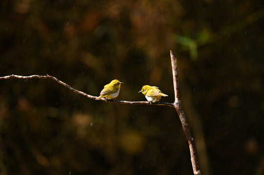 Cute indian white eye couple bird resting on branch and enjoying rain