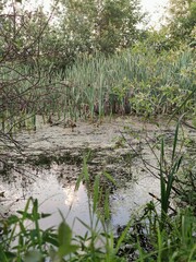 reeds in the water