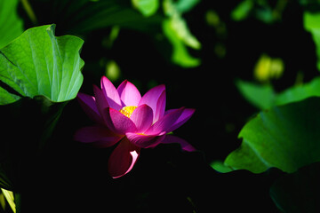 Fototapeta premium Chinese beauty: Pink lotus blooming in sunlight with green leaf