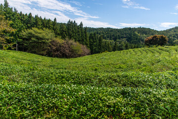 high-angle view of the green tea farm on the mountain