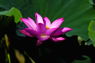 Chinese beauty: Pink lotus blooming in sunlight with green leaf