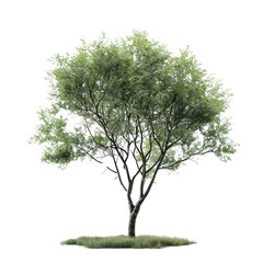 Obraz premium Isolated Tree with Green Foliage
