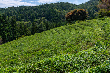 green tea farm and forest on the mountain