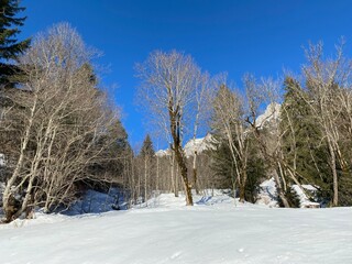 Picturesque canopies of alpine trees in a typical winter atmosphere over the Lake Walen or Lake Walenstadt (Walensee) and in the Swiss Alps, Walenstadtberg - Switzerland (Schweiz)