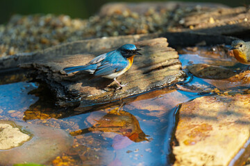 Indochinese Blue Flycatcher in pond birdwashing in the forest 