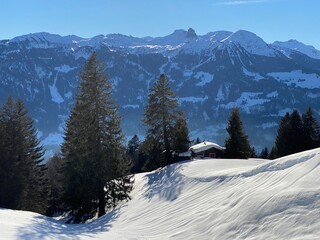 Fototapeta premium Picturesque canopies of alpine trees in a typical winter atmosphere over the Lake Walen or Lake Walenstadt (Walensee) and in the Swiss Alps, Walenstadtberg - Switzerland (Schweiz)