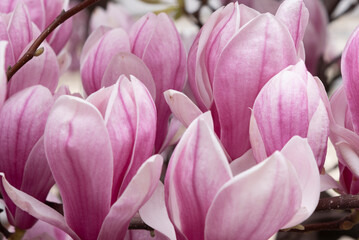 aufgebl&uuml;hte Magnolienbl&uuml;ten