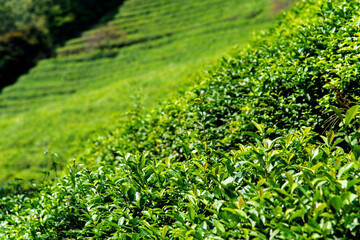 close-up of the green tea leaves in the farm