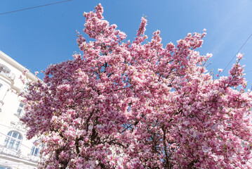 bl&uuml;hender Magnolienbaum unter blauem Himmel