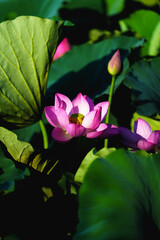 Fototapeta premium Chinese beauty: Pink lotus blooming in sunlight with green leaf