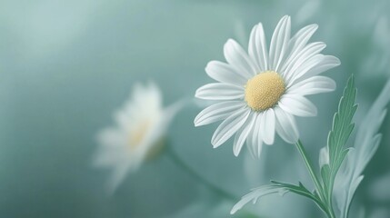 Close-up of a Delicate White Daisy with Soft Focus