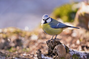 A cute blue tit sits on a tree stump.  Cyanistes caeruleus