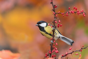 A cute great tit sits on a twig with red berries. Parus major. 