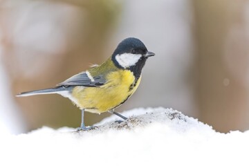 Obraz premium A cute great tit sits in the snow. Closeup portrait of a great tit. Parus major