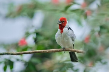 Red-cowled cardinal in the nature habitat. Paroaria dominicana. Beautiful songbird with red head.