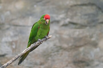 A Cordilleran parakeet sits on a branch. Psittacara frontatus