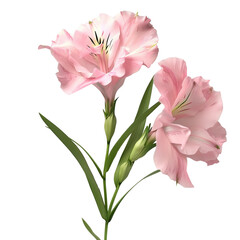 Obraz premium Delicate Pink Flowers