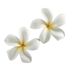 Two Plumeria Flowers