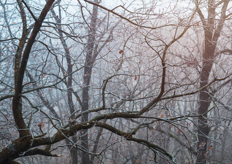 Trees in fog covered with hoarfrost with sun shine. Czech early winter landscape background