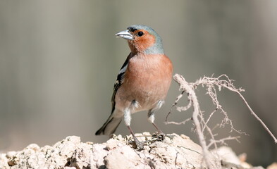a male chaffinch sits on a tree branch