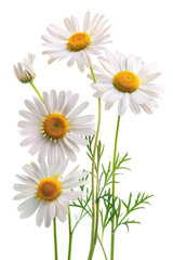 Fototapeta premium chamomile tea Generative AI