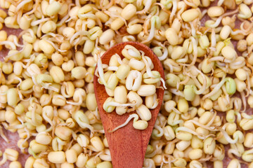 Sprouts From Mung Beans in Wooden spoon with sprouts background. Food ingredients